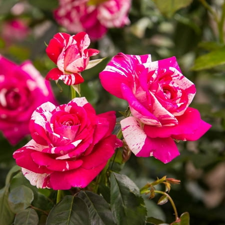 Neil Diamond Hybrid Tea Rose, 3 Gallon Potted Potted Flowering Plant (1-Pack)