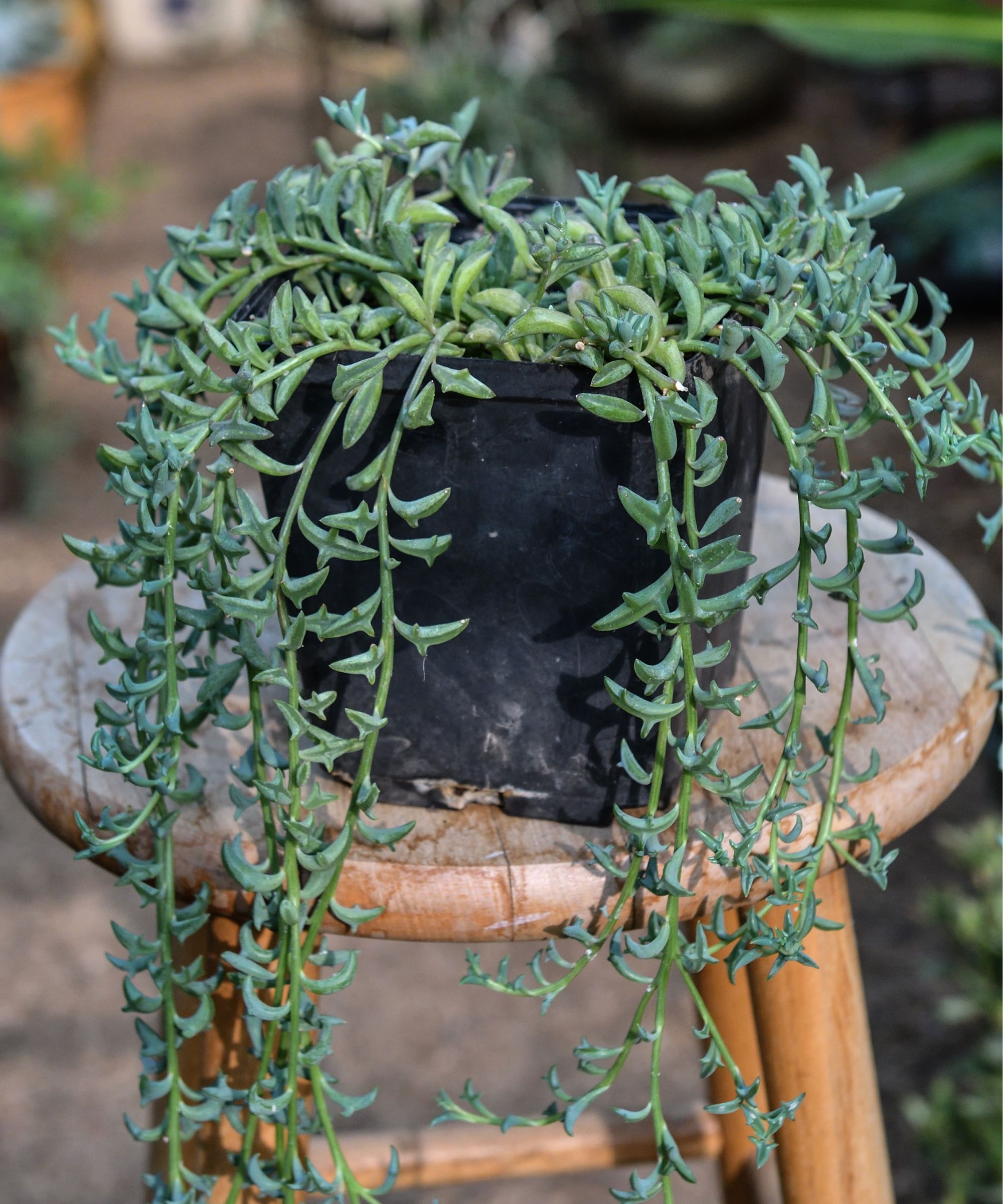 A potted houseplant on a wooden seat
