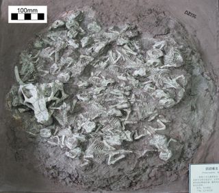A nest with the skeletons of baby dinosaurs discovered in China.