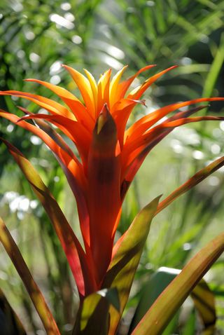 A guzmania bromeliad plant in a garden