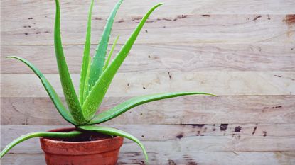 How to propagate aloe vera