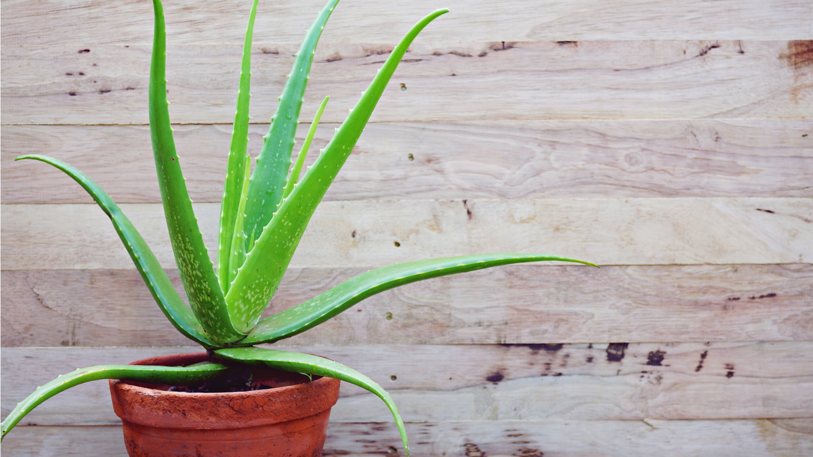 How to propagate aloe vera – expert tips to grow more of this healing houseplant for free