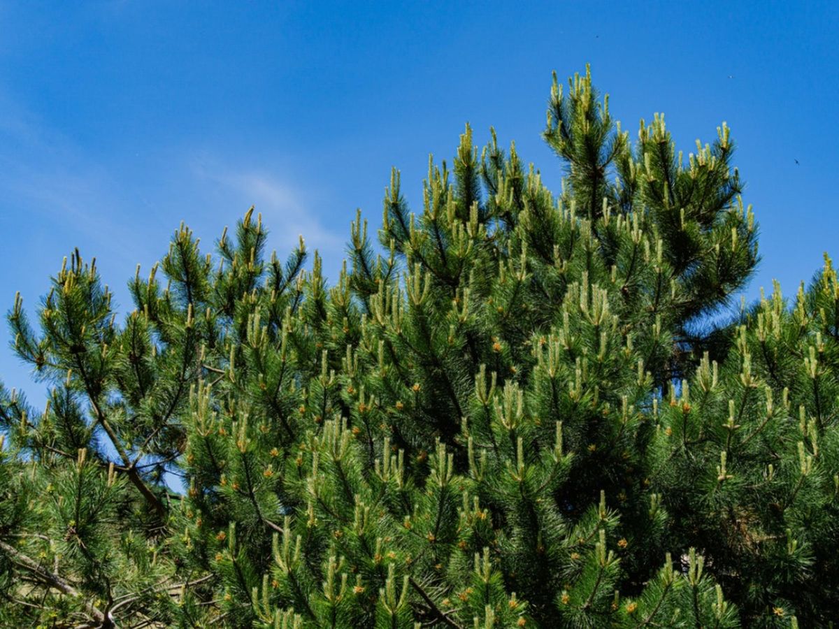 why your austrian pine tree is growing sideways