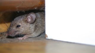 Mouse hiding behind a wall