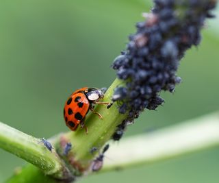 Ladybug on a green stem covered in aphids