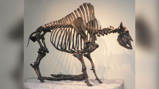 A Bison antiquus skeleton displayed as if standing up against a white background
