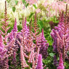 astilbe plants with mixed color flower heads