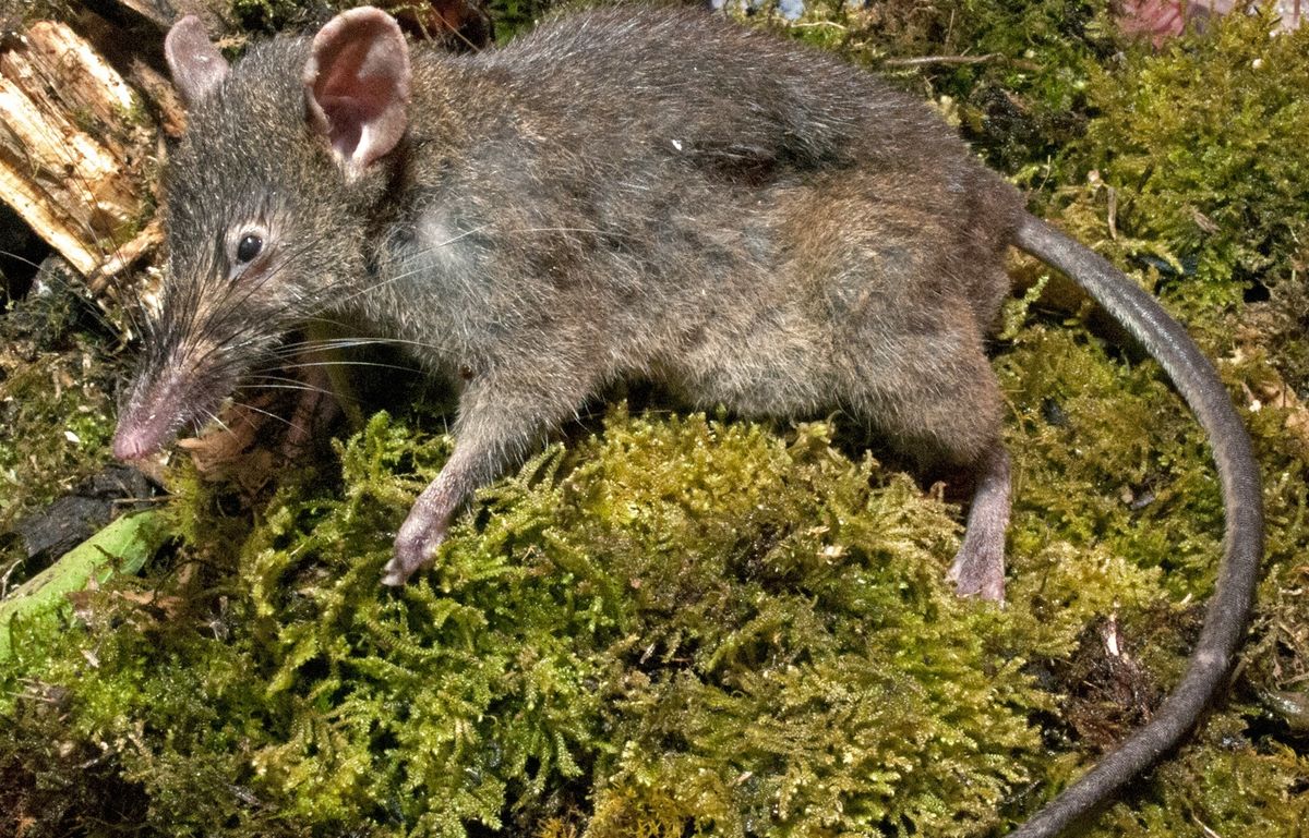 Molarless rat species