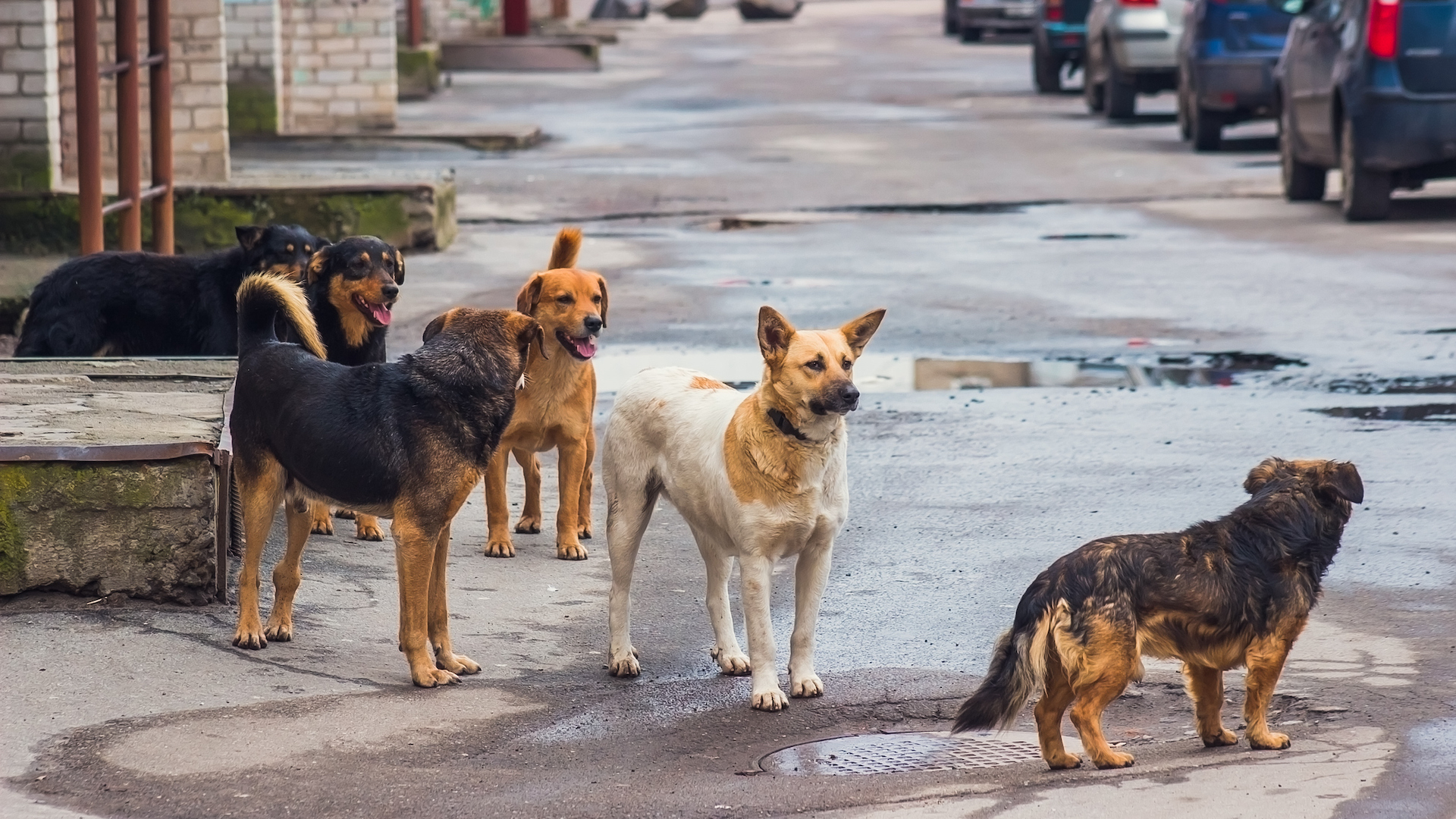 Stray dogs on street