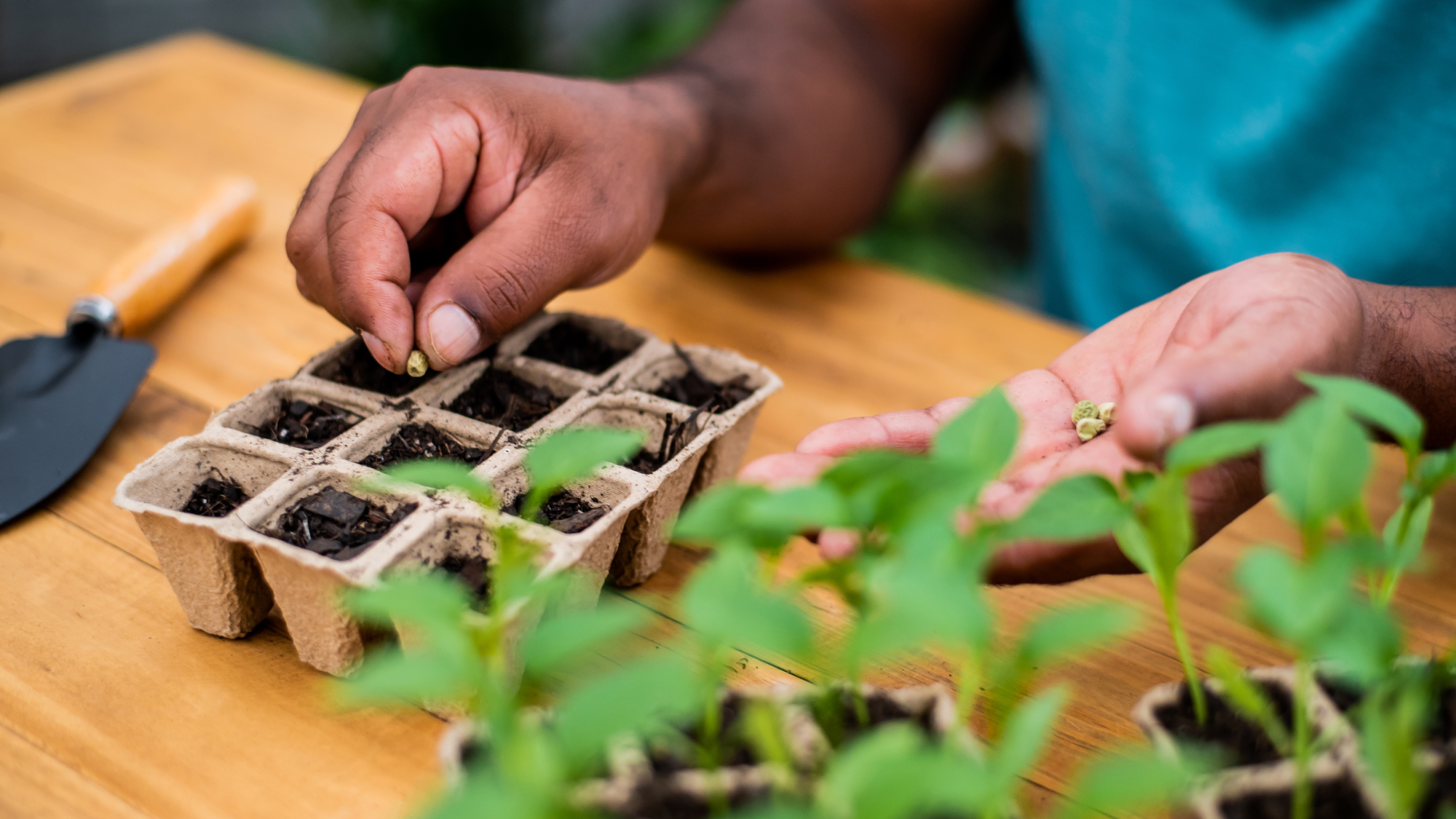 man planting seeds in tray 
