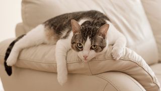 A portrait of a cat resting on a leather sofa