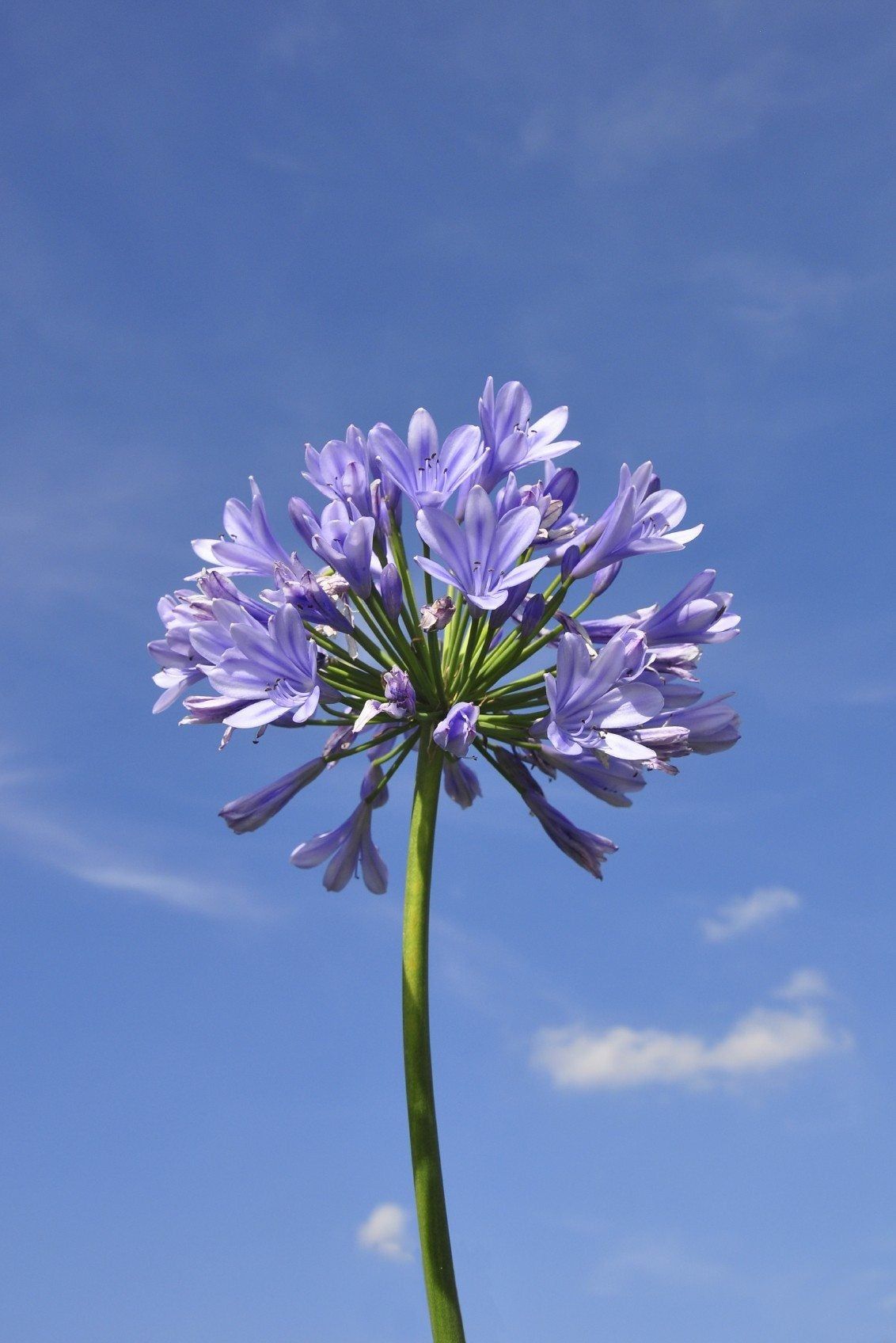 agapanthus bloom