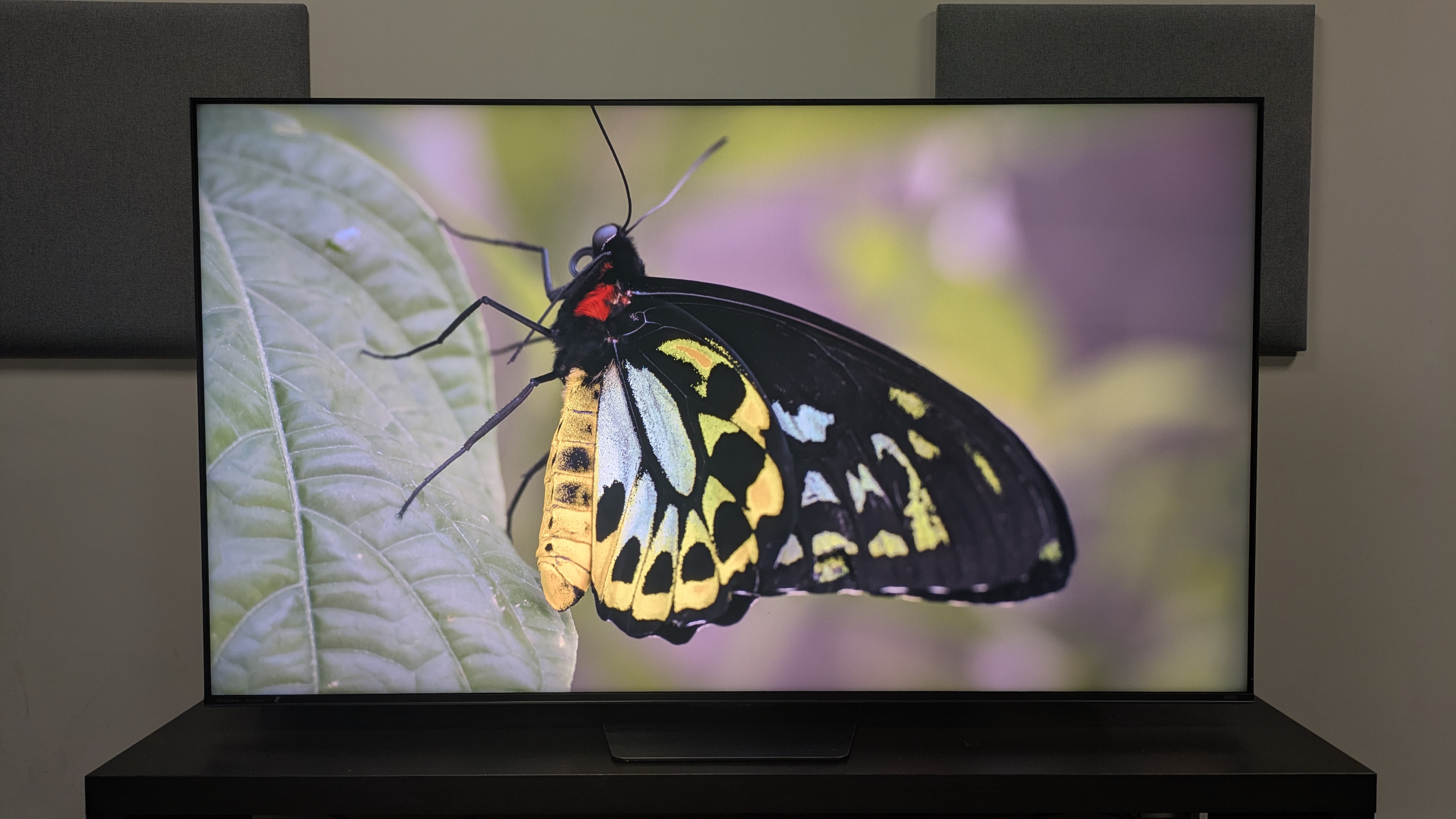 Hisense UR8 showing a green and yellow butterfly. Colors are punchy with good detail and accuracy