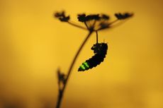 Female Glow worm (Lampyris noctiluca) hanging from a plant, glowing, at dusk in Cambridgeshire. Female glow-worms light up the bars of their tails to attract a mate. ©naturepl.com