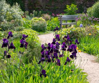 Fiori di un viola intenso e ricco accostati a fogliame verde brillante e lime.