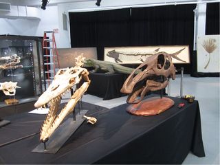 Four days before the auction, workers put the specimens to be auctioned off on display. The showroom is open to the public in the days before the auction.