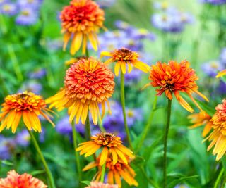 coneflower variety Marmalade blooming in late summer border