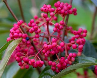 Viburnum plicatum with winter berries