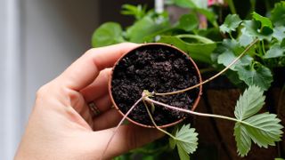 Young strawberry plant in pot