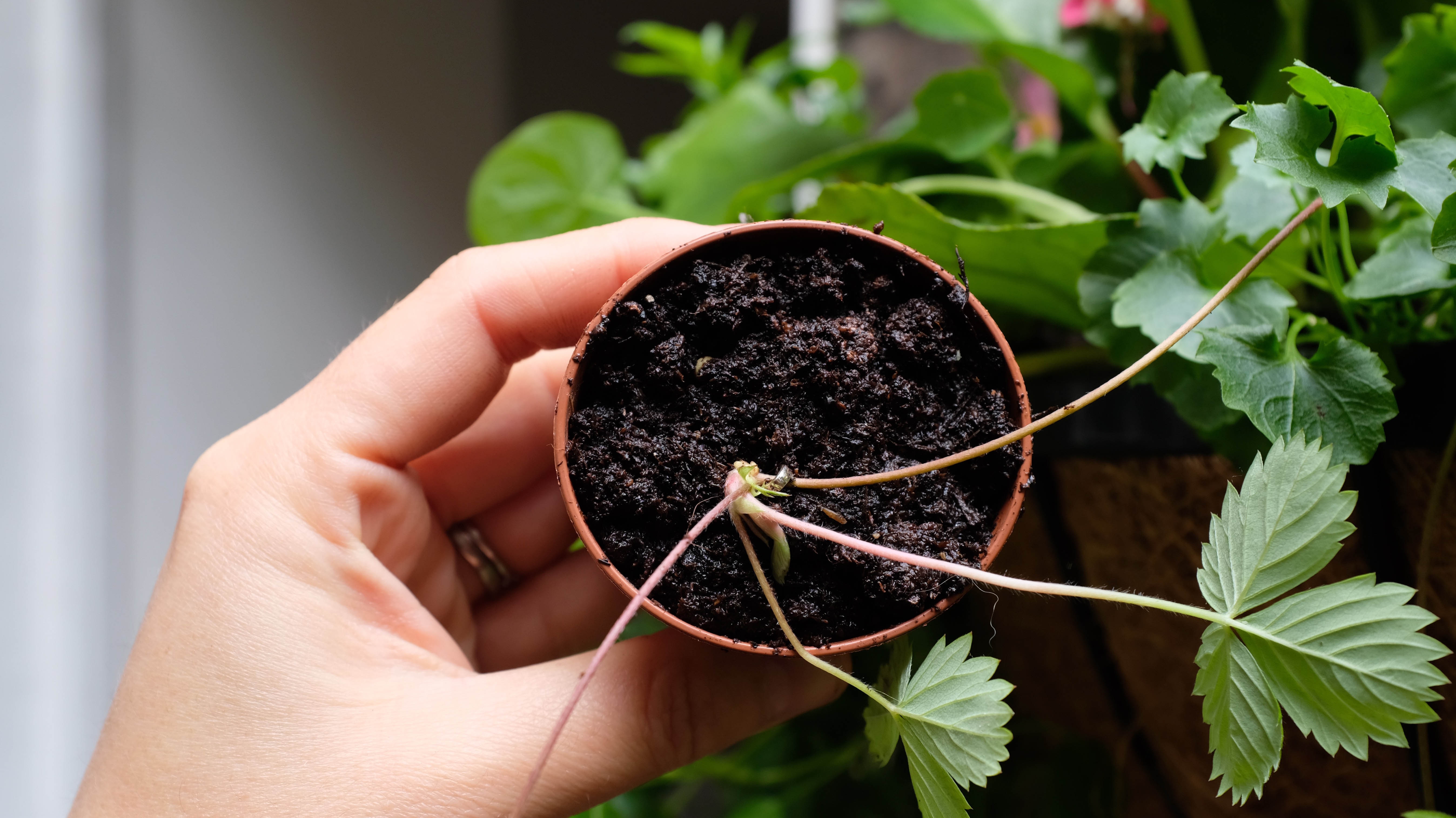 Little strawberry plant in a pot