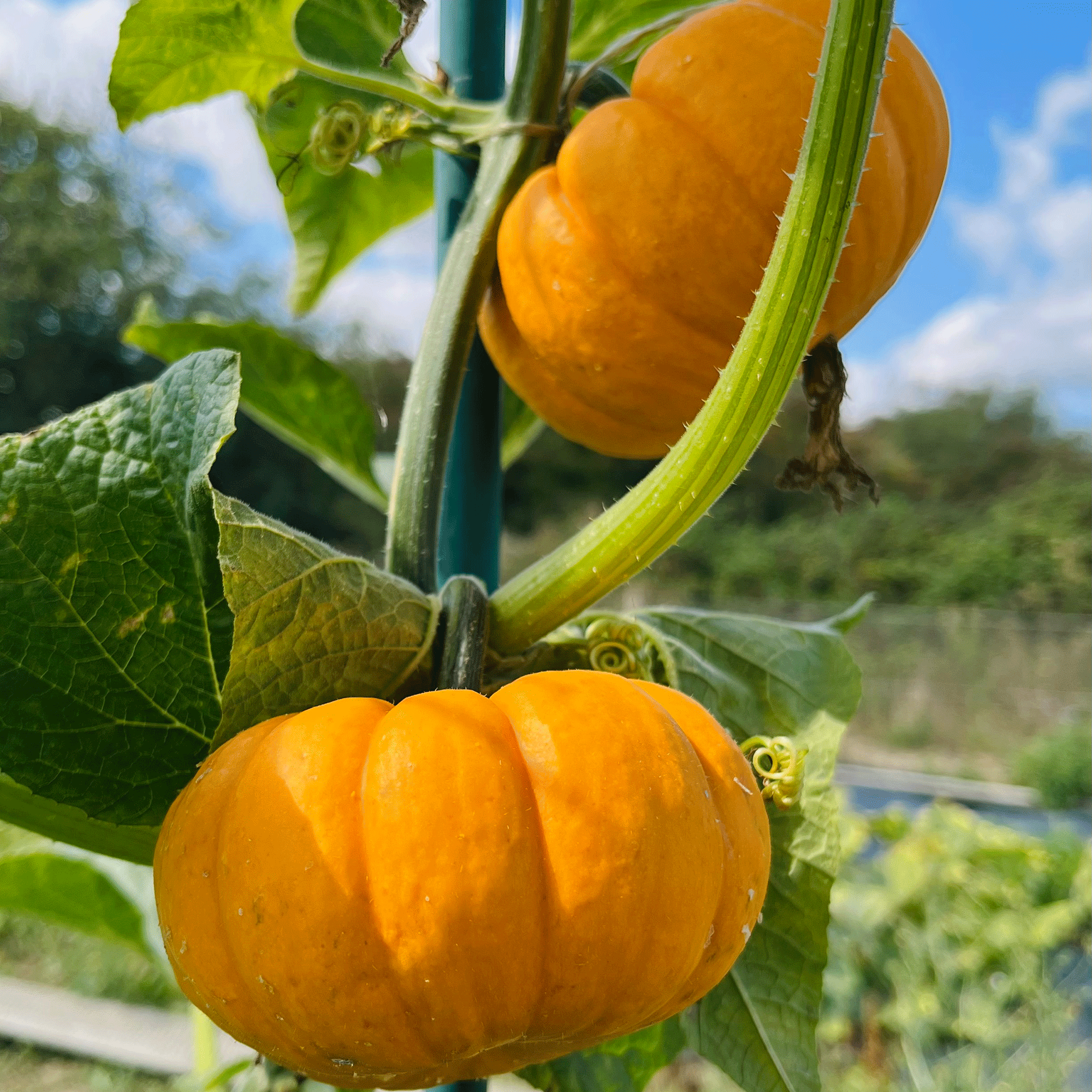 Small pumpkin on a growing arch