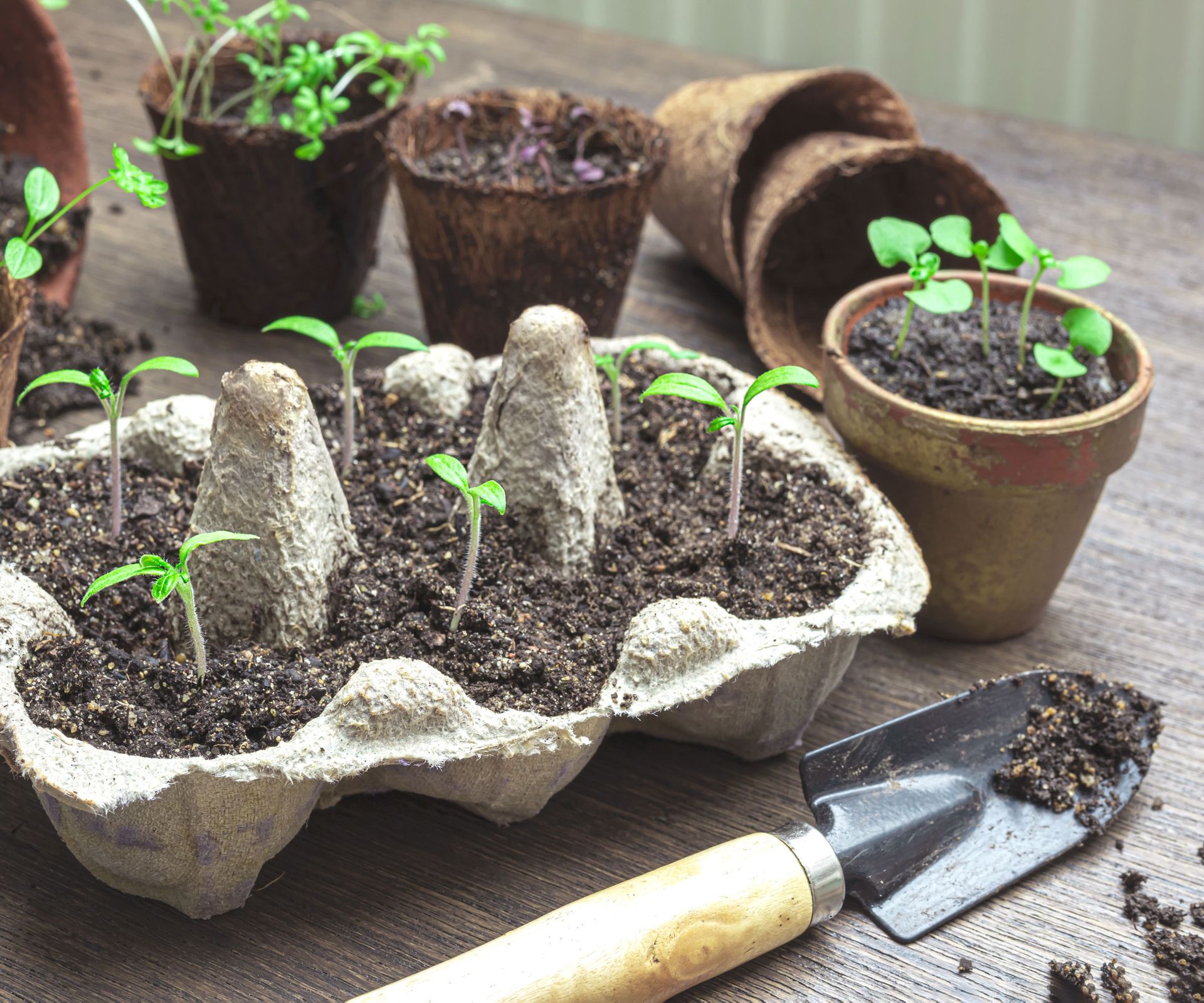 egg carton of seedlings with mini hand trowel on table