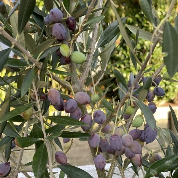Frantoio Olive Tree - #1 Container