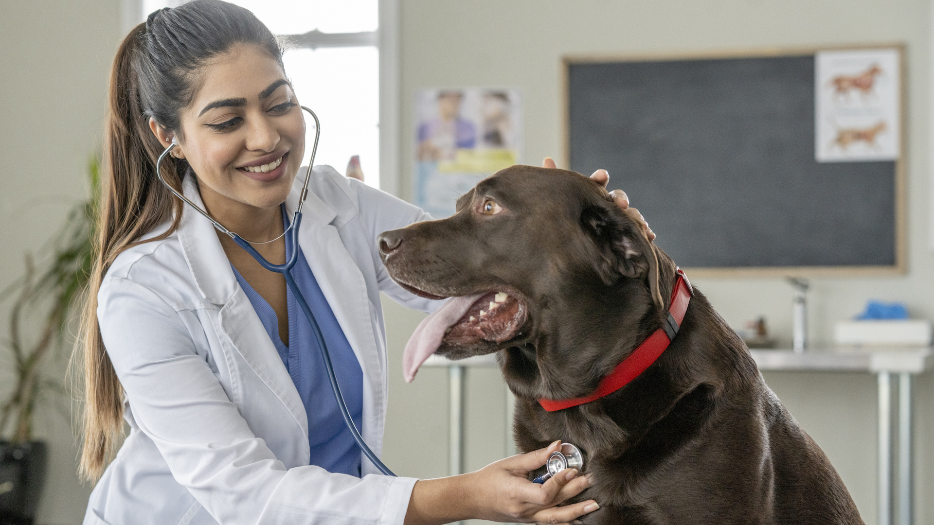 Smiling vet checking dog's heart