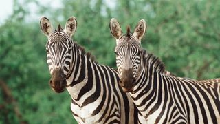 Pair of zebras facing camera