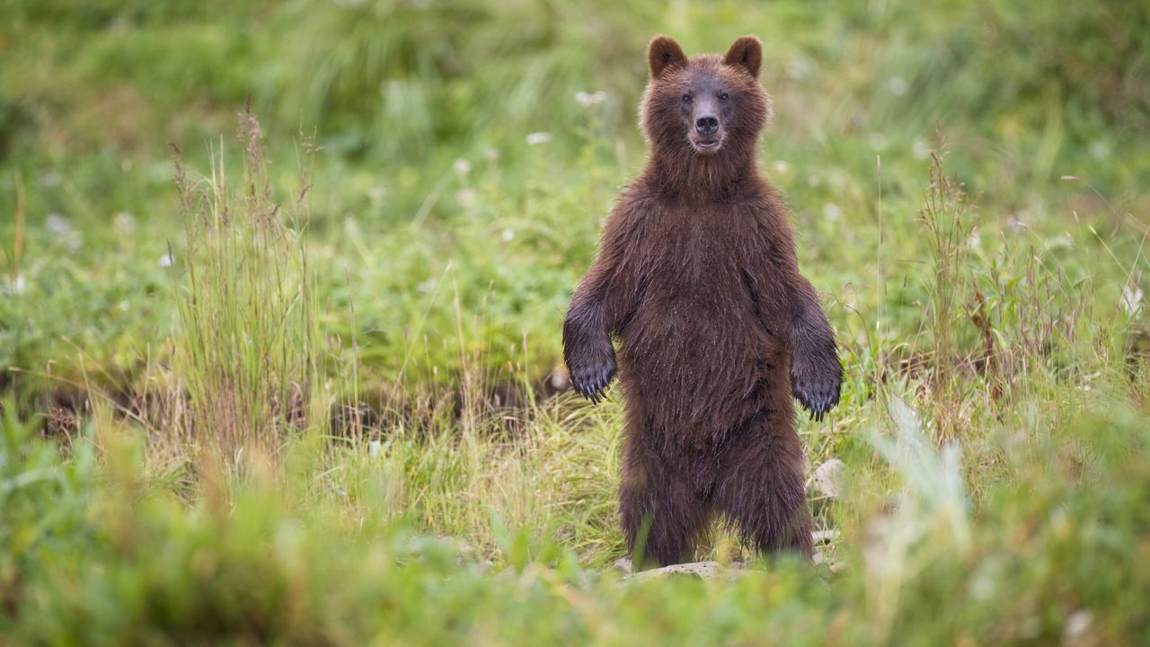 a grizzly bear stands on its hind legs in a field