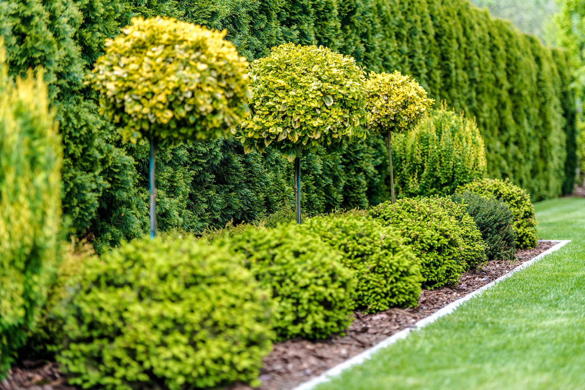 Trees lined in garden