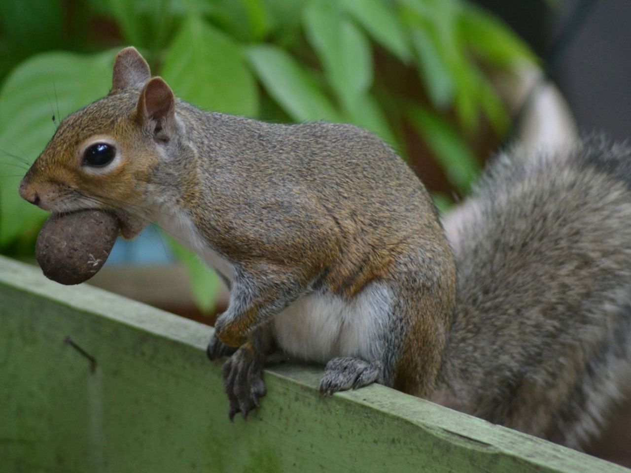 Squirrel In The Garden With A Nut In Mouth