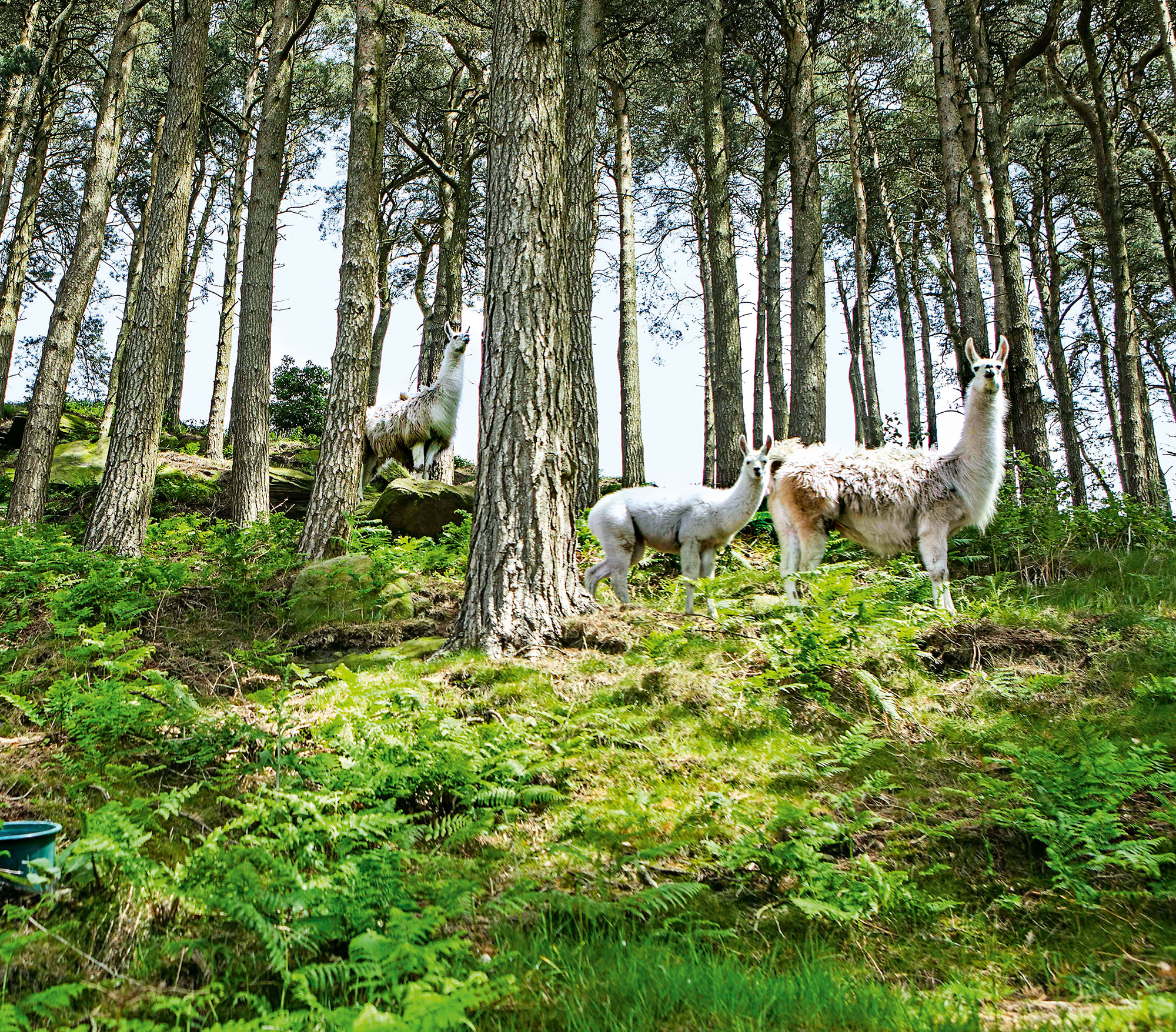 Matthew Parris and his llamas