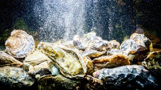 bubbles rise from oyster shells in a tank of clear water