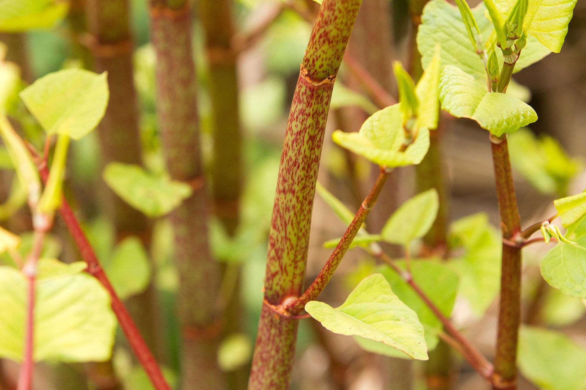 Japanese knotweed guide how to remove it and stop it from spreading