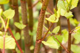 Japanese knotweed how to remove it and stop it from spreading: flower tassels