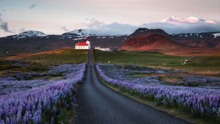 Lupin fields and church at sunrise, Snaefellsnes peninsula, Iceland