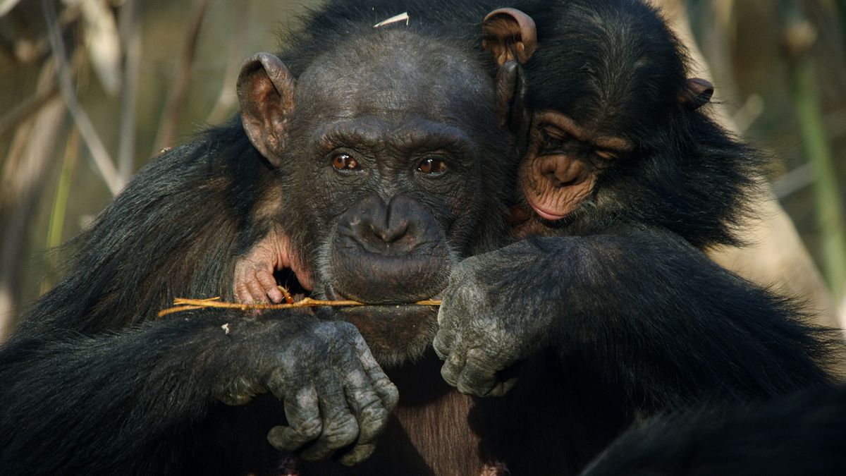 In Photos: The Fongoli Savanna Chimpanzees | Live Science