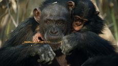 fongoli savanna chimpanzees