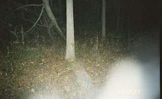 Deer captured by a motion sensing camera rigged in the woods at night by hunters wishing to monitor the population