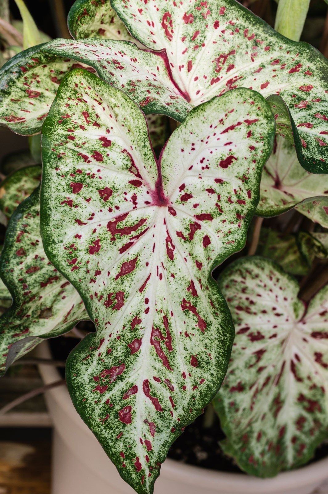 Potted Ornamentals