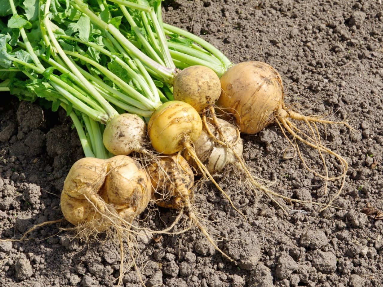 Harvested Turnips