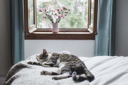 A cat rests comfortably on a bed in front of an open window with a flowerpot on the still.