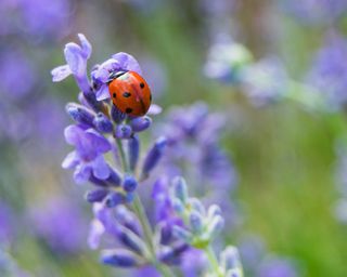 Lady bug on lavender flowers