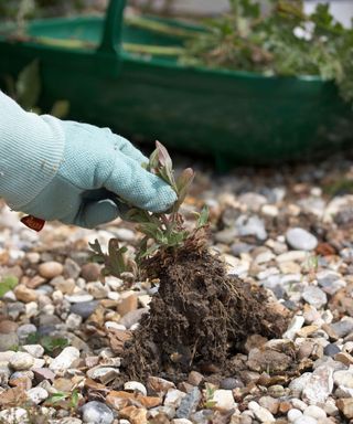 weeding gravel