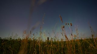 a faint green light fills the sky above a field of crops.