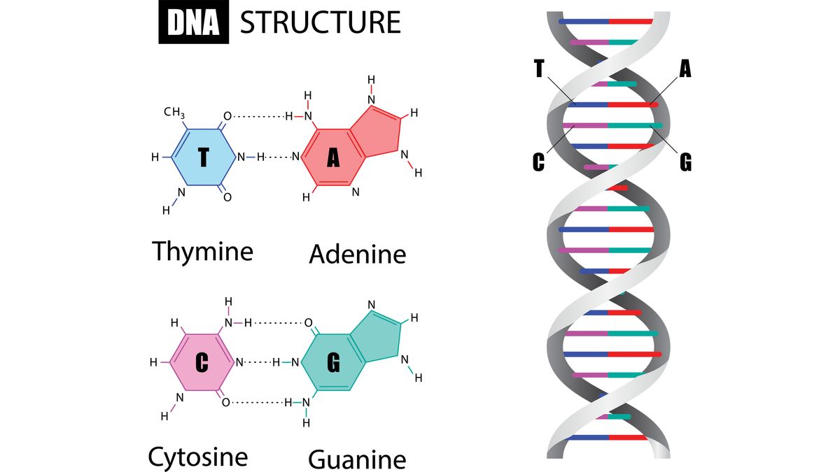 What is CRISPR, the powerful genome-editing tool? | Live Science