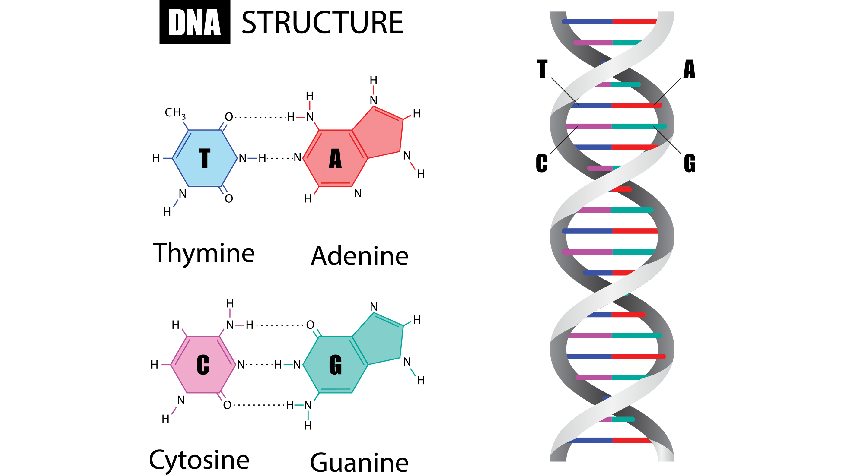 DNA is a double-stranded molecule whose "rungs" are made up of one of two base pairs: adenine paired with thymine or cytosine paired with guanine.