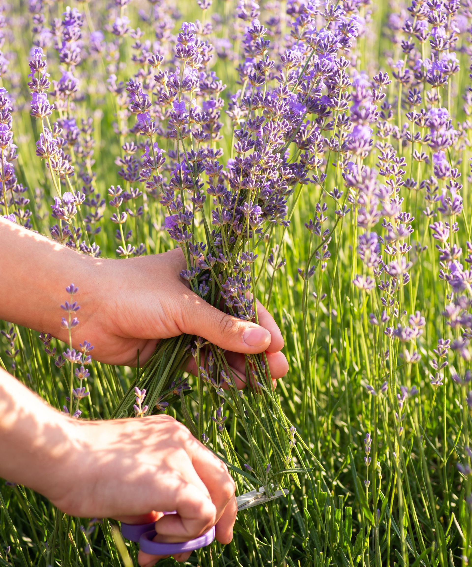 Deadheading lavender expert tips on how and why to do it Homes & Gardens