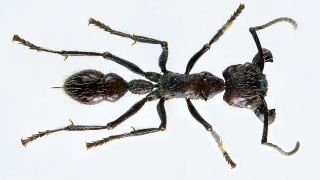Bullet ant seen from above